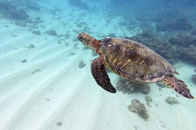 Discover Scuba Diving in Hawaii - Non certified divers! - Instructor Quality: Why the Names Matter