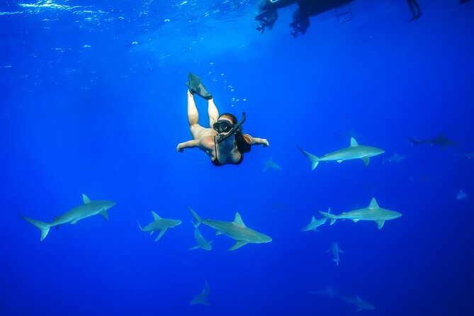 Dive with Sharks in Hawaii: Shark Tour from Haleiwa - Quick hits before you go