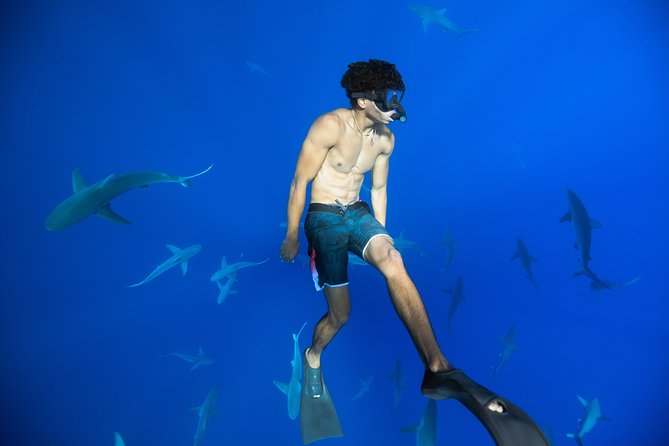 Dive with Sharks in Hawaii: Shark Tour from Haleiwa - Haleiwa Harbor boat ride: short, practical, and built for timing