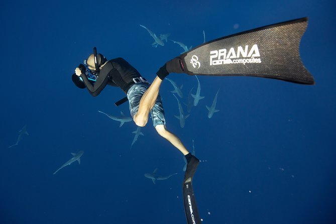 Dive with Sharks in Hawaii: Shark Tour from Haleiwa - Beyond sharks: dolphins, turtles, and the “maybe whales” bonus