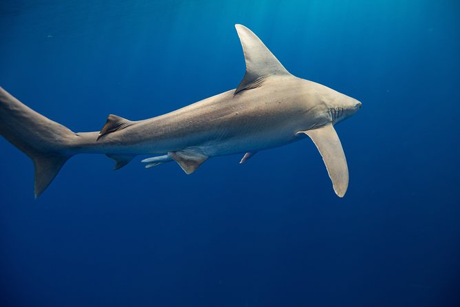 Dive with Sharks in Hawaii: Shark Tour from Haleiwa - Guides and data moments: you’re not just watching