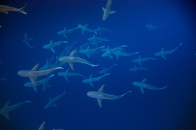Dive with Sharks in Hawaii: Shark Tour from Haleiwa - Gear, photos, and what you might regret not planning for