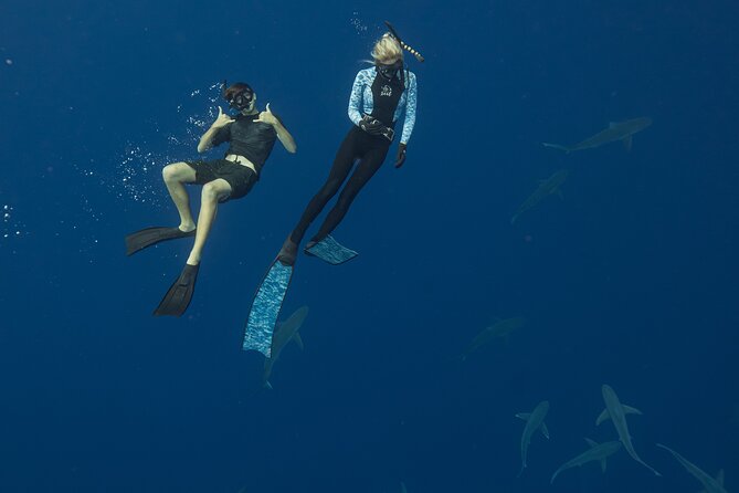 Dive with Sharks in Hawaii: Shark Tour from Haleiwa - Price and value: is $153.85 reasonable for a shark encounter?