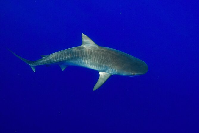 Dive with Sharks in Hawaii: Shark Tour from Haleiwa - Who should book this shark swim from Haleiwa?