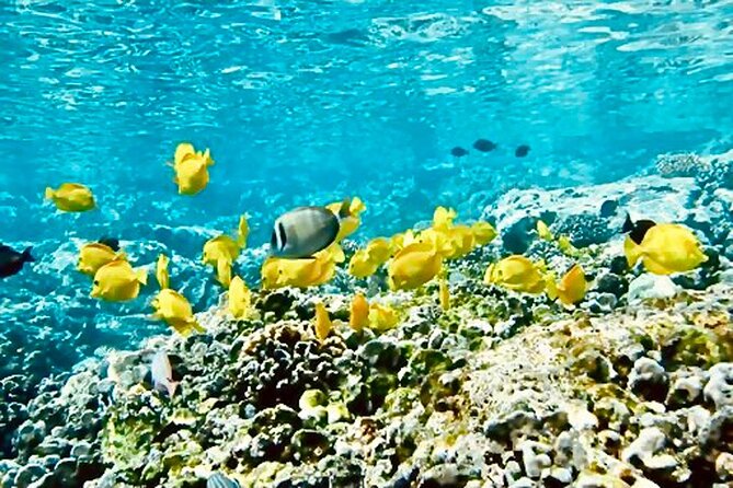 Dolphin & Seasonal Whale Watching, Turtle Snorkeling - West Coast departure from Waiʻanae Small Boat Harbor