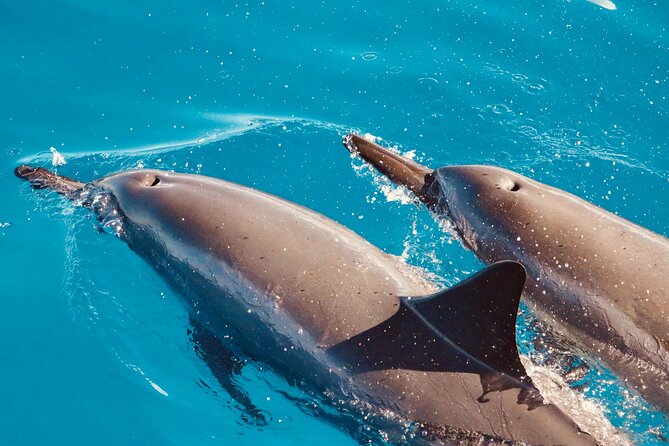 Dolphin & Seasonal Whale Watching, Turtle Snorkeling - Pickup timing and how to not miss your ride