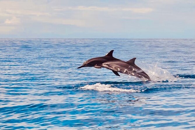 Dolphin & Seasonal Whale Watching, Turtle Snorkeling - Dolphin watching that follows the animals, not a script
