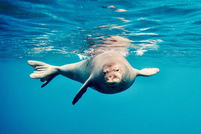Dolphin & Seasonal Whale Watching, Turtle Snorkeling - Turtle snorkeling: reef time is the real payoff