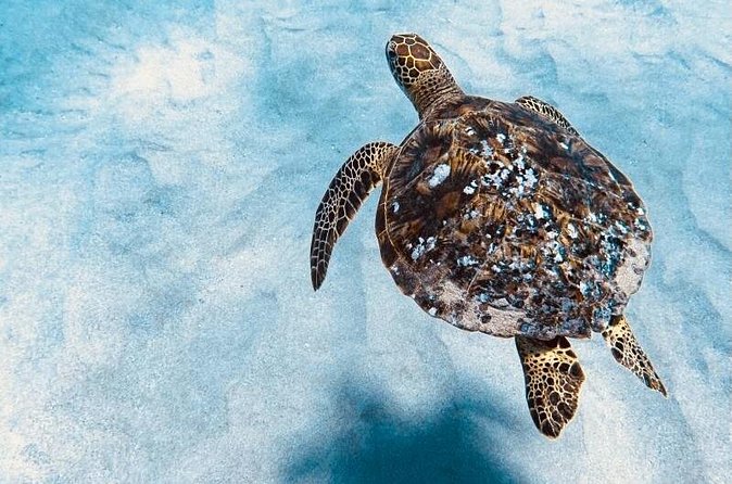 Dolphin & Seasonal Whale Watching, Turtle Snorkeling - Price and value: is $166.49 worth it?