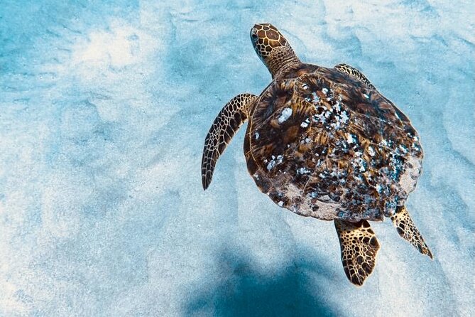 Dolphin & Seasonal Whale Watching, Turtle Snorkeling - Who should book this Dolphin and Turtle tour