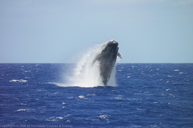 Early Bird Whale Watching Cruise from Waikiki - Key highlights before you go