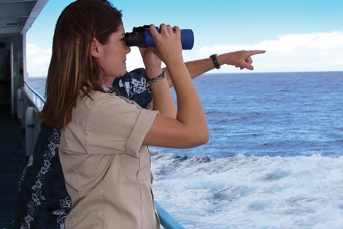 Early Bird Whale Watching Cruise from Waikiki - Where the Early Bird cruise starts in Waikiki