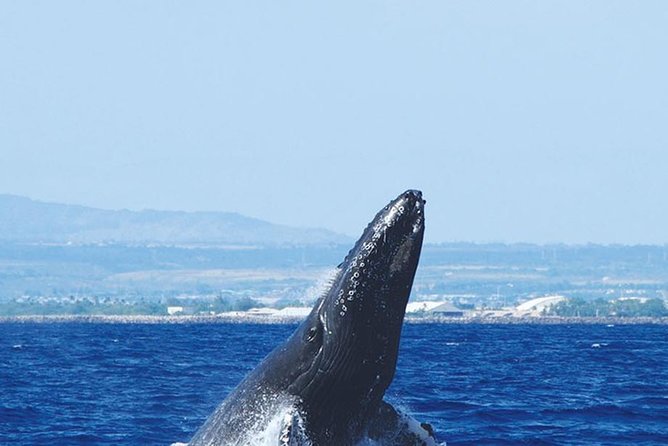 Early Bird Whale Watching Cruise from Waikiki - On the water: what you might actually see
