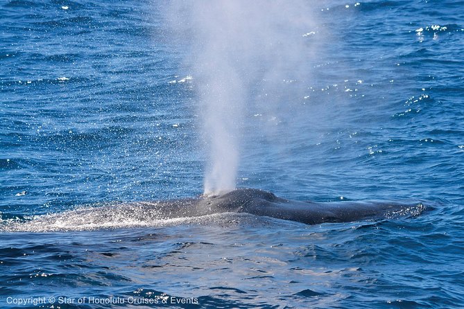 Early Bird Whale Watching Cruise from Waikiki - Dock transfer quirks: bare feet and a dinghy moment