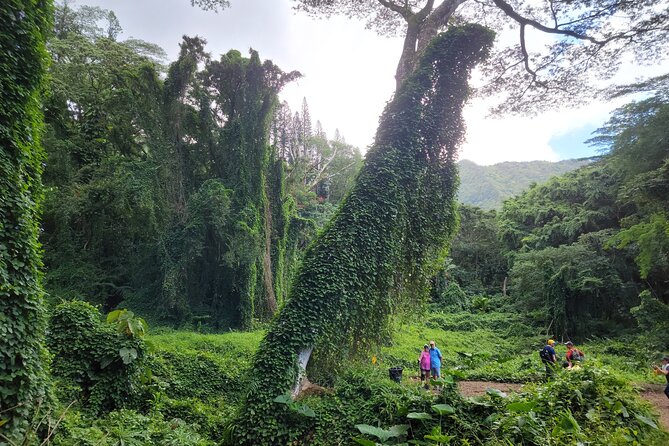 Electric Bike Ride & Manoa Falls Hike Tour - The Ride Through Honolulu: Effortless Power with Real Streets