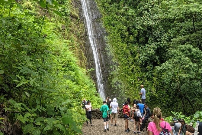 Electric Bike Ride & Manoa Falls Hike Tour - Manoa Falls Hike: What You’ll Be Walking On