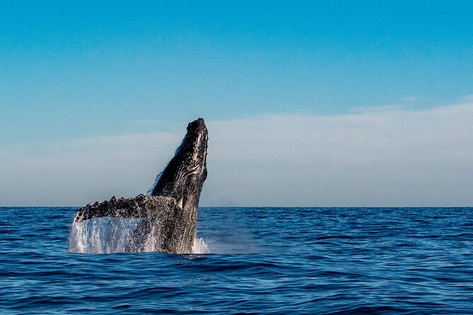 Explore Turtle Canyons Waikiki Snorkel and Sail Adventure - Price and Value: Thinking Beyond the Ticket