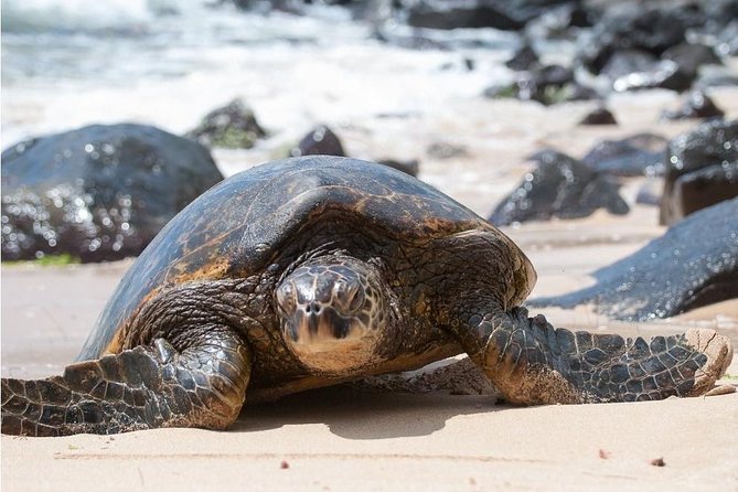 Family-Friendly Private Circle Island Tour of Oahu - Turtle Bay Beach and the North Shore wildlife mindset