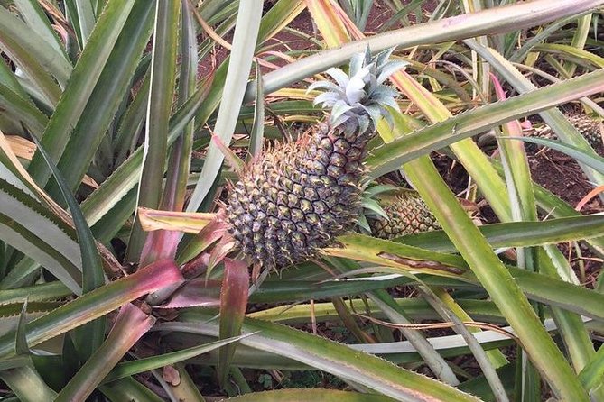 Family-Friendly Private Circle Island Tour of Oahu - North Shore time with Haleiwa and local life