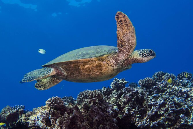 First Time Introductory Scuba Dive - Underwater Experience: How It Feels and What You’ll Look For