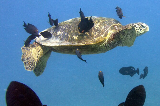 First Time Introductory Scuba Dive - Gear Included Means One Less Thing to Worry About