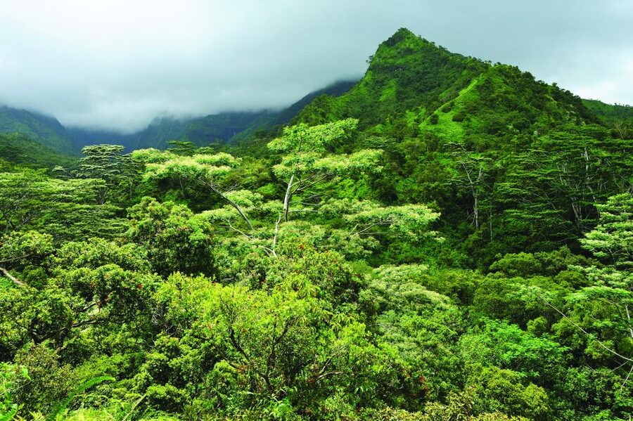 From Oahu: Kauai Highlights & Movie Sites - Small-group mini coach: why group size affects your day