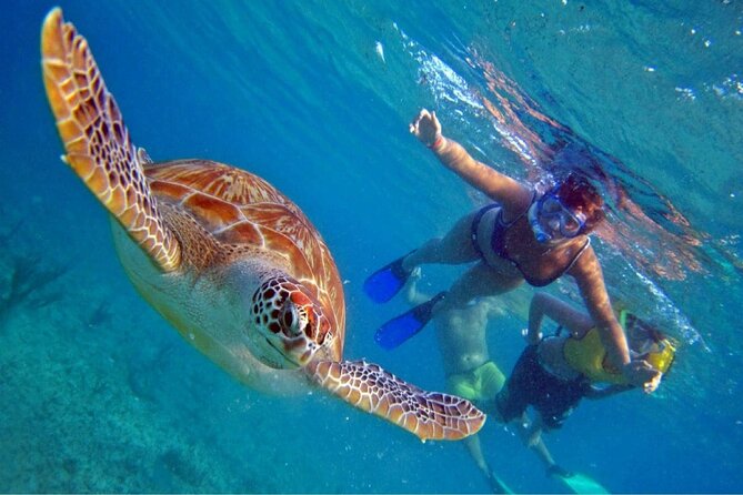 Full Day Oahu Circle Island -Turtle Beach Snorkel at North Shore - Key highlights worth planning around
