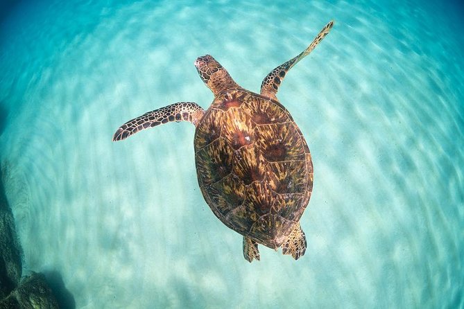 Full Day Oahu Circle Island -Turtle Beach Snorkel at North Shore - The morning: Waikiki pickup at 7:20 and how to beat the jet-lag chaos