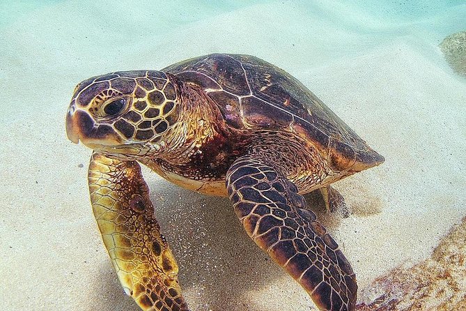 Full Day Oahu Circle Island -Turtle Beach Snorkel at North Shore - Diamond Head and Halona Blowhole: classic views, with one nature-based risk