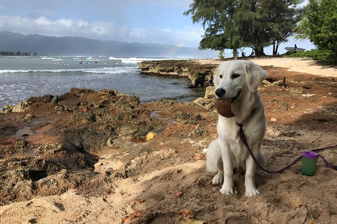 Group Surf Lessons for beginners on the North Shore of Oahu - Your First Stand to Longer Rides: Turning, Timing, and Control