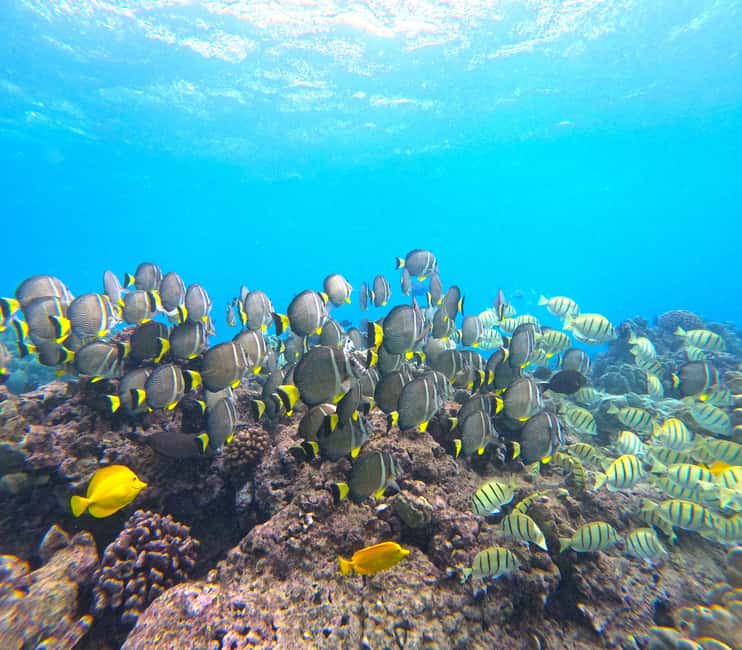 Hanauma Bay Guided Snorkel Tour with guaranteed entrance - Semi-private group size: what 5 people changes underwater