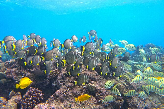 Hanauma Bay Guided Snorkel Tour (with guaranteed entrance time) - Marine Life Chances: Turtles and the Reef Fish You Came For