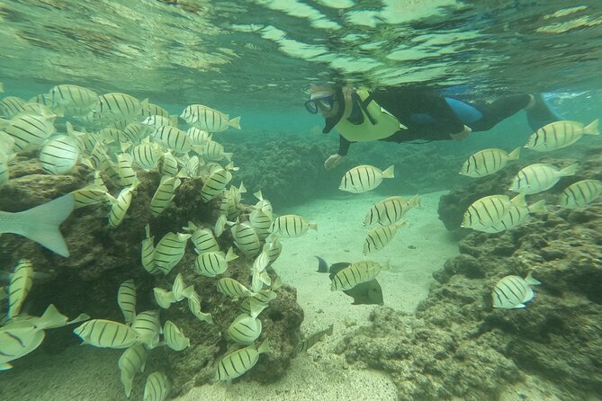 Hanauma Bay Guided Snorkeling Tour with Transportation - How the Waikiki Pickup Gets You to Hanauma Bay Early