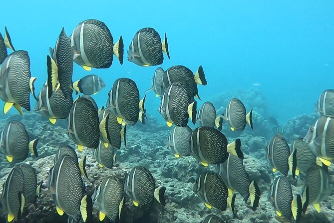 Hanauma Bay Guided Snorkeling Tour with Transportation - Price and Logistics: The $115 Tour Plus Hanauma Entry Fee