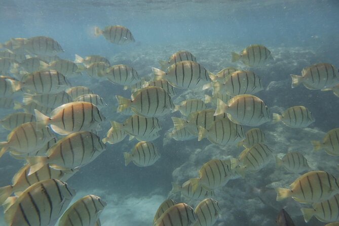 Hanauma Bay Guided Snorkeling Tour with Transportation - Guide Styles Matter: Why Fumio’s Instruction Is a Big Theme