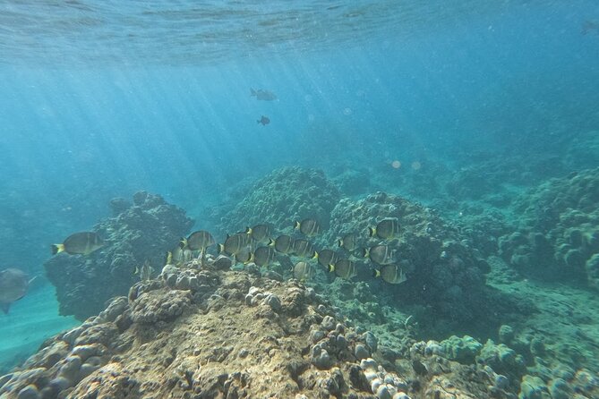 Hanauma Bay Guided Snorkeling Tour with Transportation - What to Bring (and What to Plan for On Arrival)