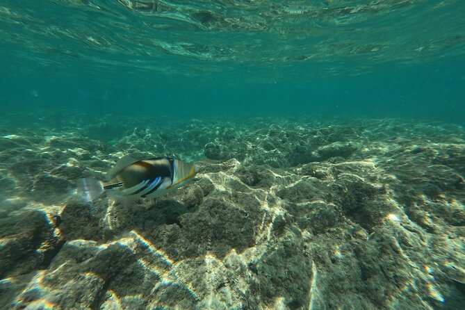Hanauma Bay Guided Snorkeling Tour with Transportation - Who This Tour Fits Best (And Who Might Want Another Option)