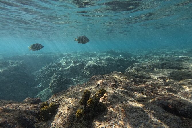 Hanauma Bay Guided Snorkeling Tour with Transportation - Should You Book This Hanauma Bay Guided Snorkeling Tour?