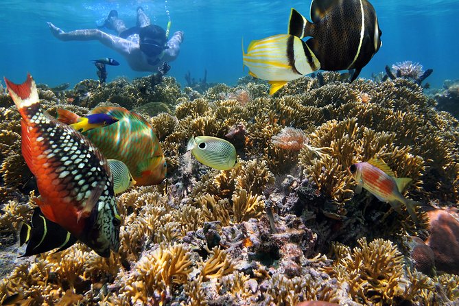Hanauma Bay Snorkeling - The Hanauma Bay check-in and the kind of day to expect
