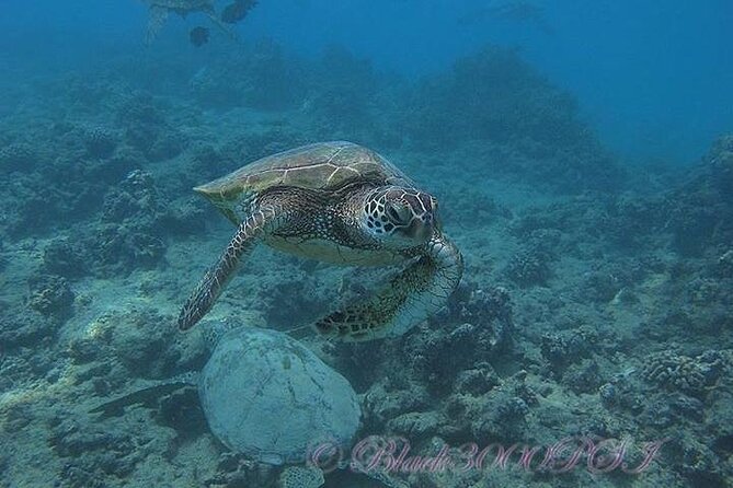 Hawaii DISCOVER Beginner + Certified 2 Tank Shallow Scuba Diving - Morning or Afternoon, and the Timing You’ll Feel on Your Body