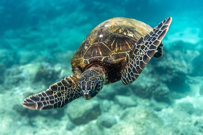 Hawaii DISCOVER Beginner + Certified 2 Tank Shallow Scuba Diving - Marine Life Chances: Turtles, Rays, Reef Sharks, Octopus, and More