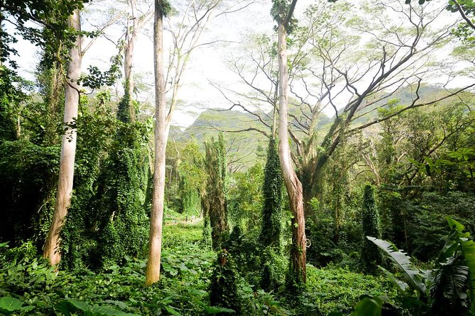 Hawaiian Waterfall Hike - Manoa rainforest trail: what this morning hike really is