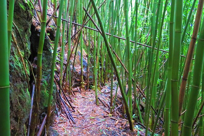 Hawaiian Waterfall Hike - Guides make the hike: what small-group attention feels like