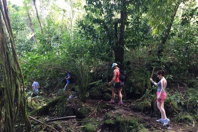 Hawaiian Waterfall Hike - Waterfall expectations: rainy day joy vs dry-day disappointment