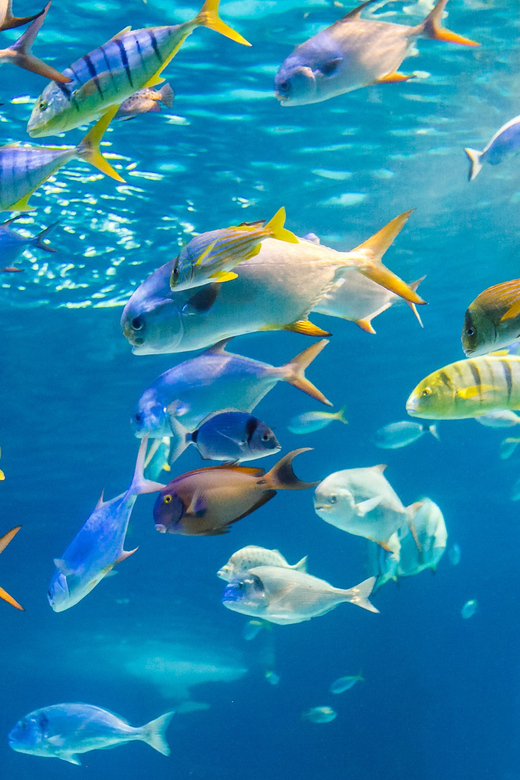 Honolulu: Glass Bottom Boat Tour along Oahu's South Shore - Quick hits before you go