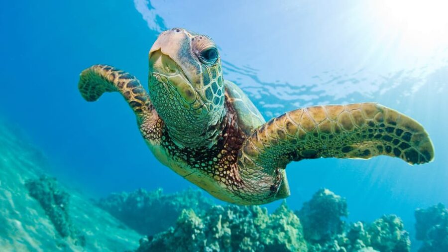 Honolulu: Glass Bottom Boat Tour along Oahu's South Shore - Price and value: does $40 for an hour make sense?