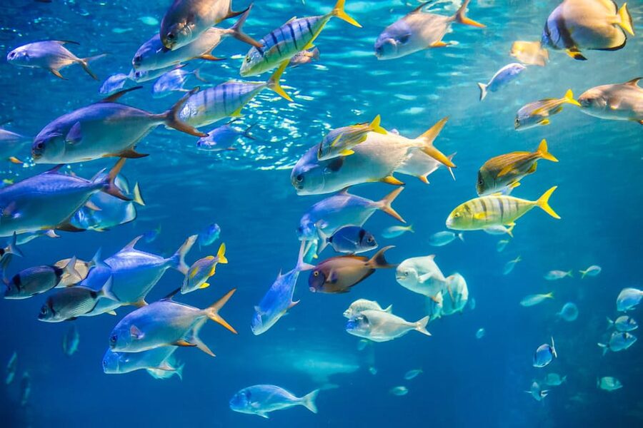 Honolulu: Glass Bottom Boat Tour along Oahu's South Shore - The Haleiwa Queen setup: how the glass-bottom experience works