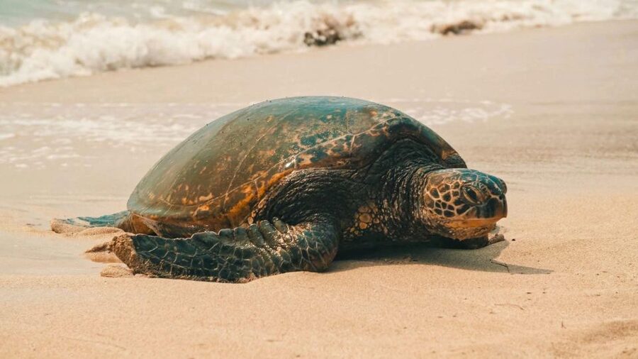 Honolulu: Highlights of Oahu Small Group Tour - Diamond Head and Koko Head: volcanic drama you can actually read