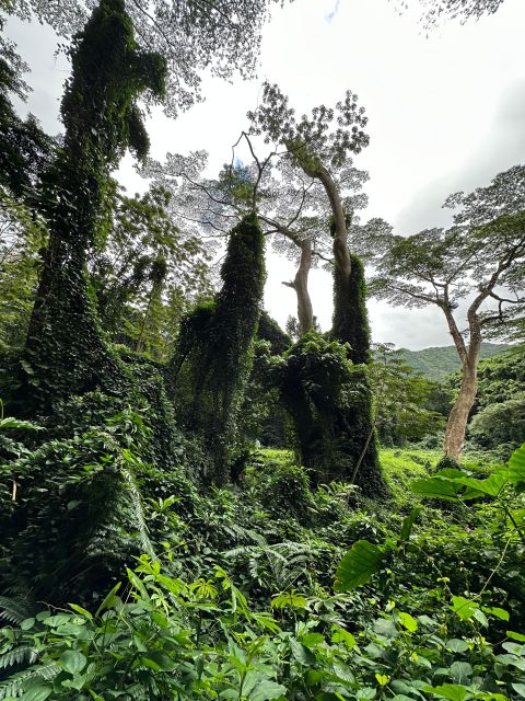 Honolulu: Highlights of Oahu Small Group Tour - Haleiwa and Dole Plantation: two very different stops in one flow