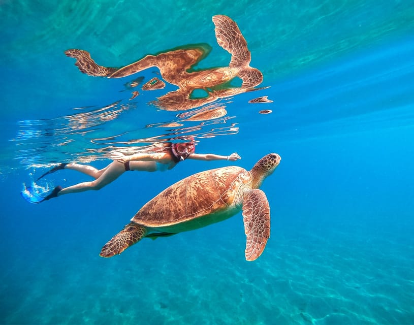 Honolulu, Oahu: Waikiki Turtle Snorkel Tour w/Shuttle Option - Key Highlights Worth Booking For